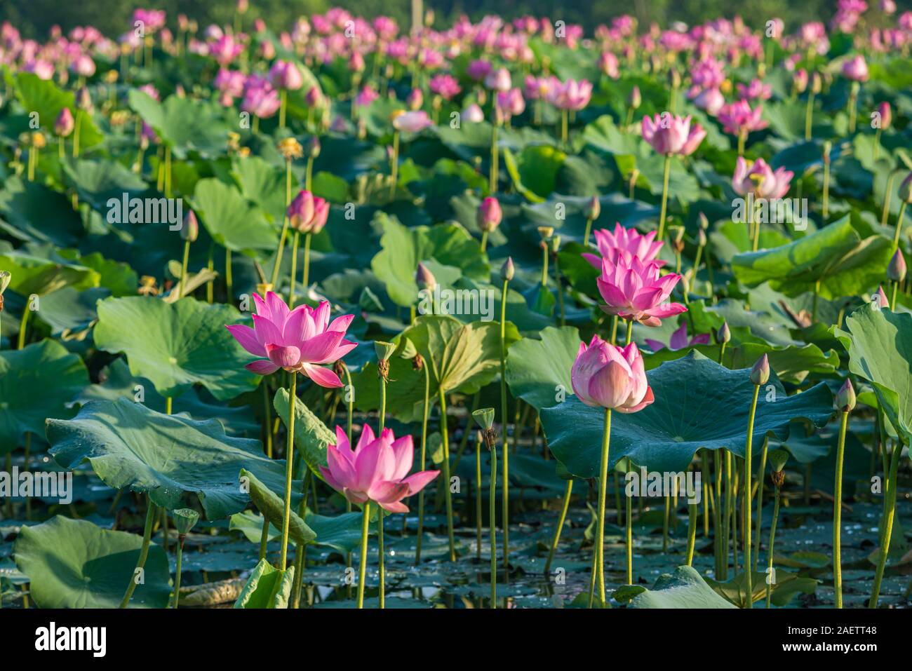 Detail Image Of Lotus Plant Nomer 31