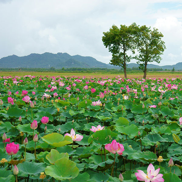 Detail Image Of Lotus Plant Nomer 32