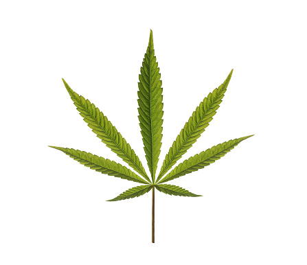 Detail Image Of Marijuana Leaf Nomer 12