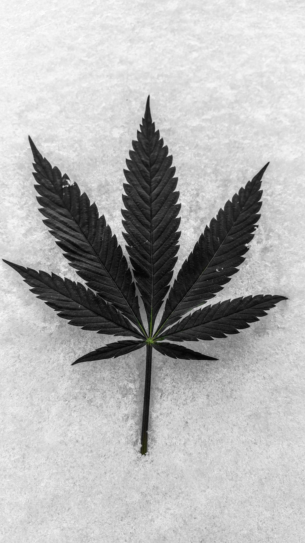 Detail Image Of Marijuana Leaf Nomer 17