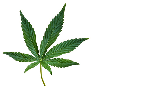 Detail Image Of Marijuana Leaf Nomer 3