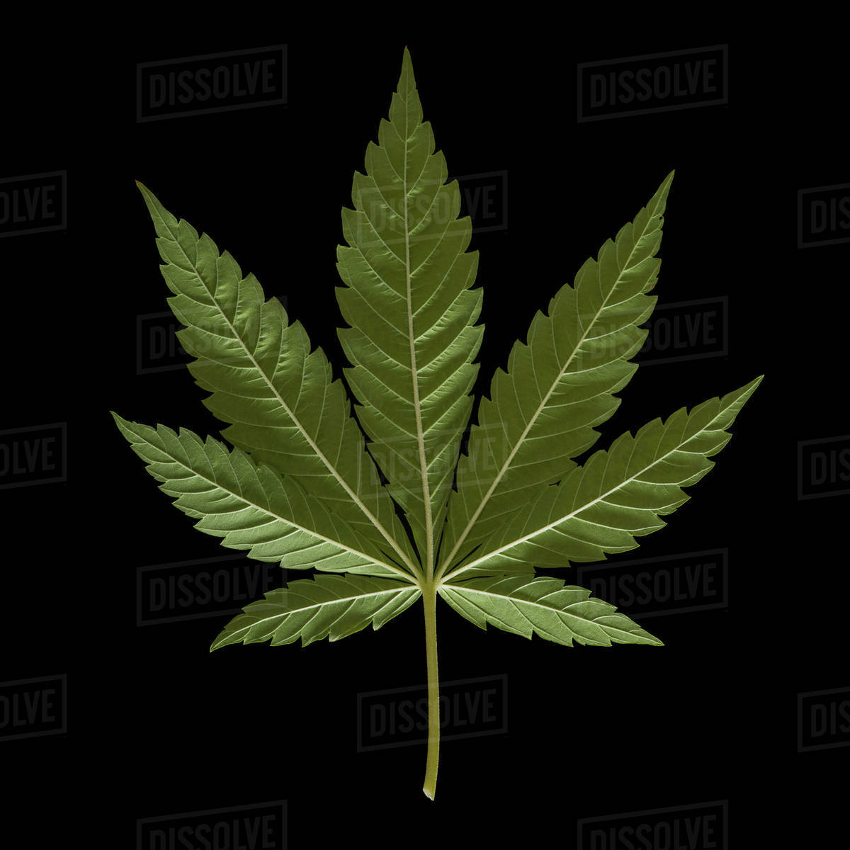 Detail Image Of Marijuana Leaf Nomer 21