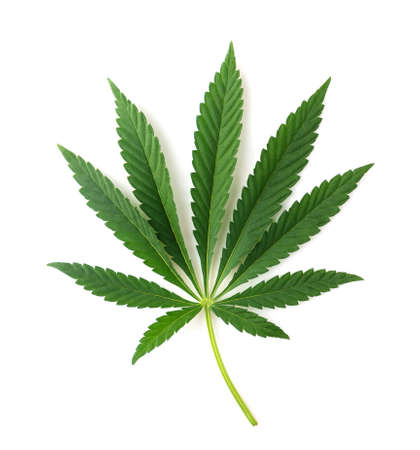 Detail Image Of Marijuana Leaf Nomer 30