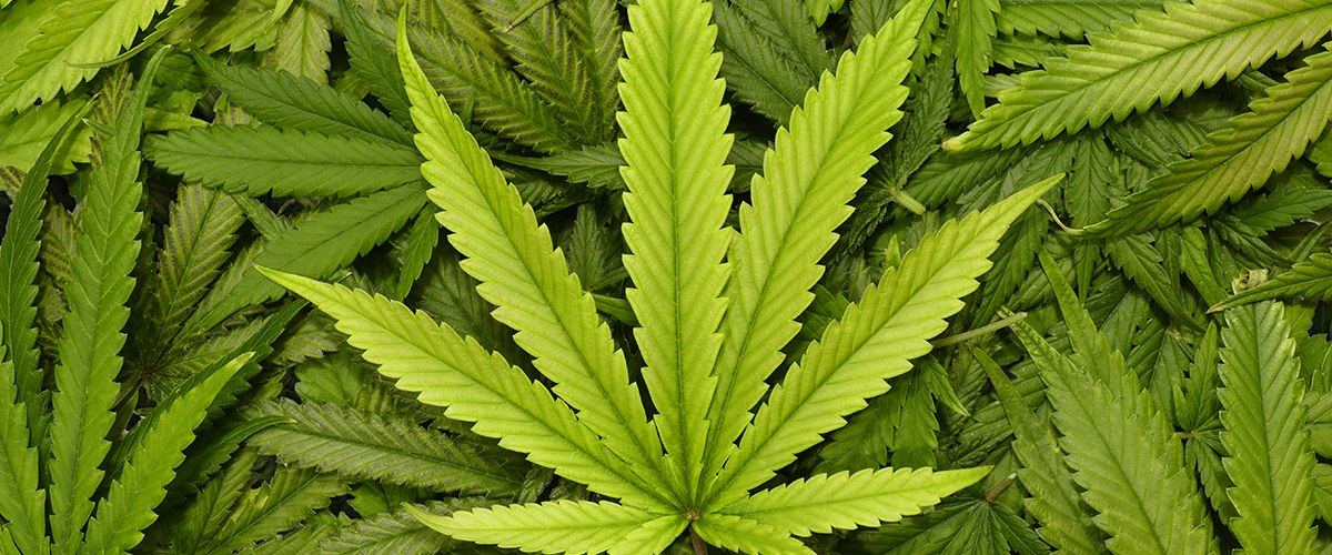Detail Image Of Marijuana Leaf Nomer 33