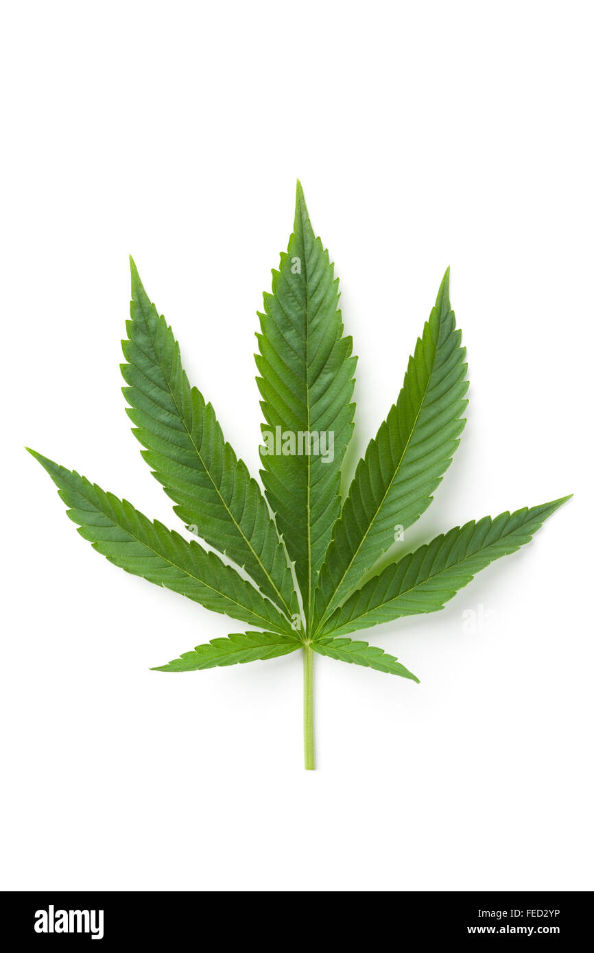 Detail Image Of Marijuana Leaf Nomer 34