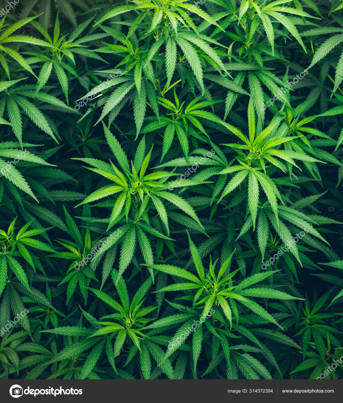 Detail Image Of Marijuana Leaf Nomer 55