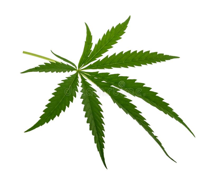 Detail Image Of Marijuana Leaf Nomer 58