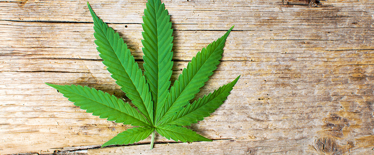 Detail Image Of Marijuana Leaf Nomer 60