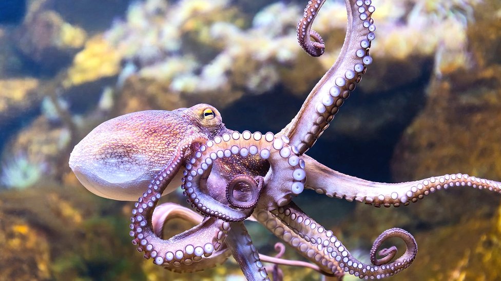 Detail Image Of Octopus Nomer 2