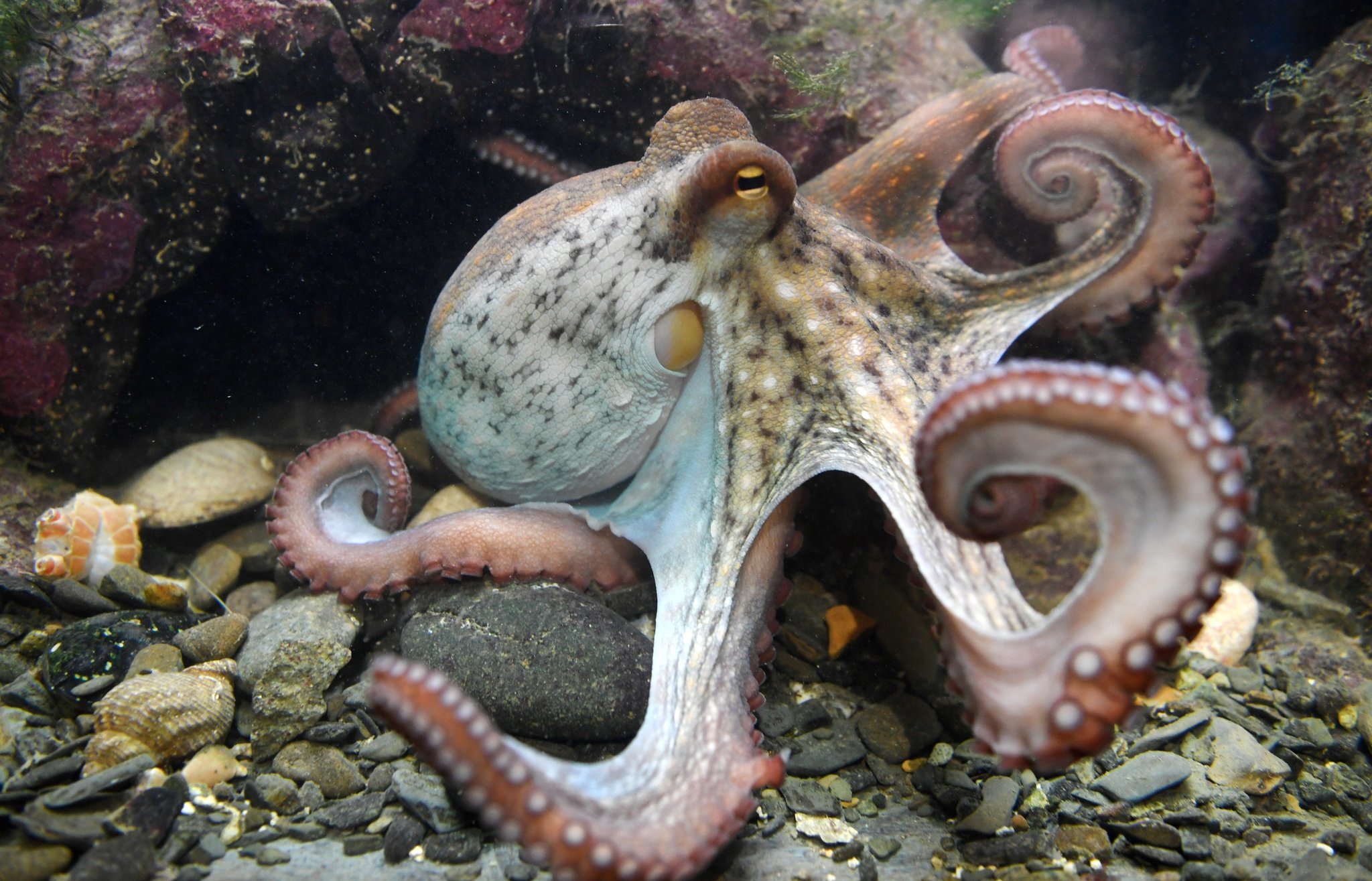 Detail Image Of Octopus Nomer 11
