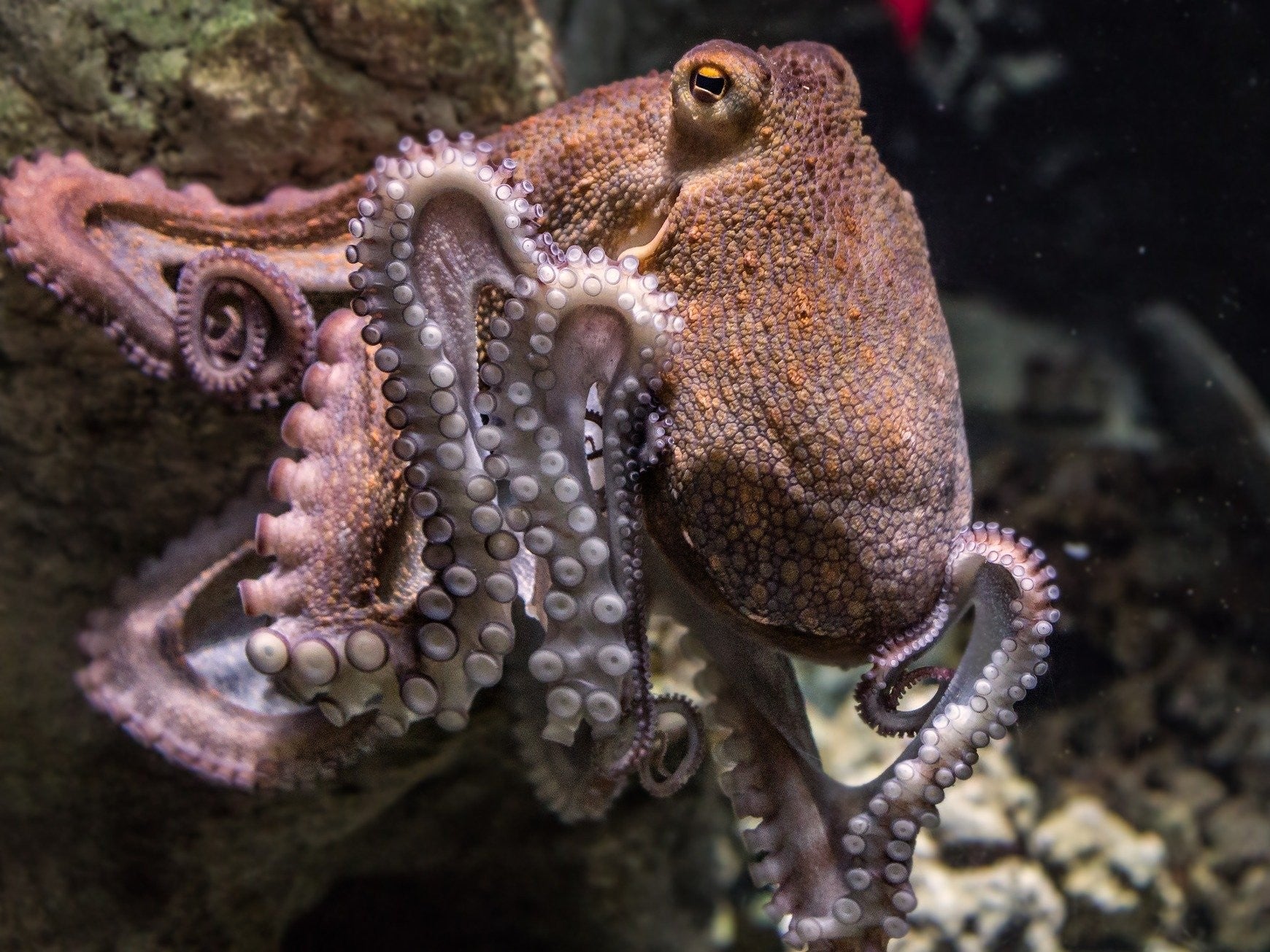 Detail Image Of Octopus Nomer 14