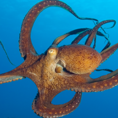 Detail Image Of Octopus Nomer 15