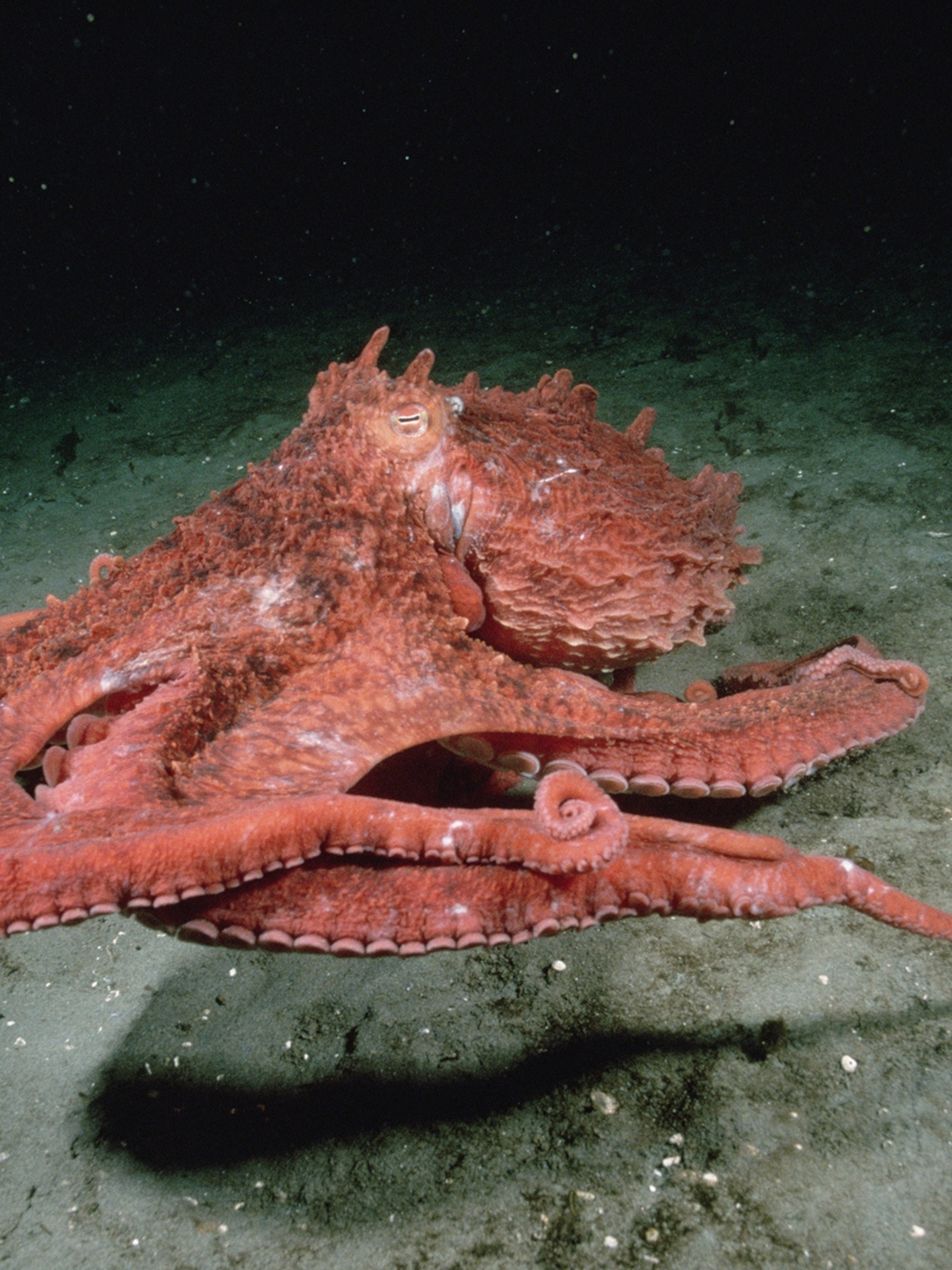 Detail Image Of Octopus Nomer 16