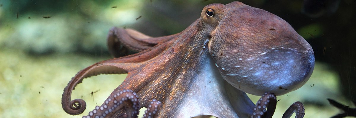 Detail Image Of Octopus Nomer 17