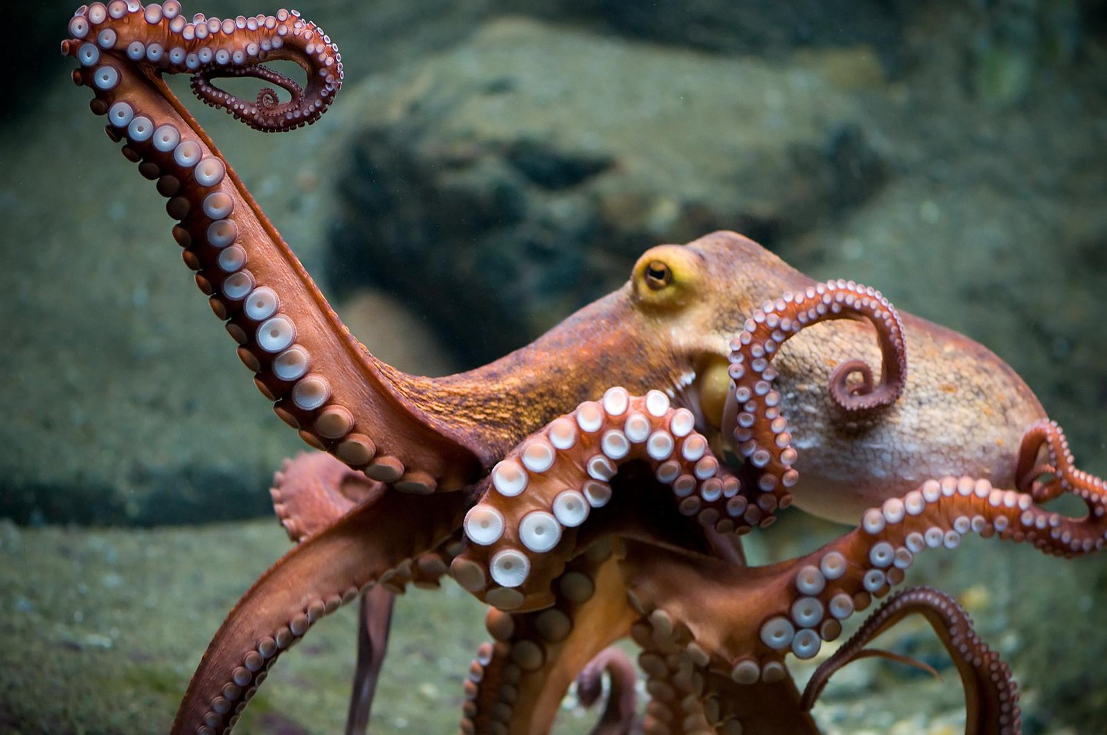 Detail Image Of Octopus Nomer 18