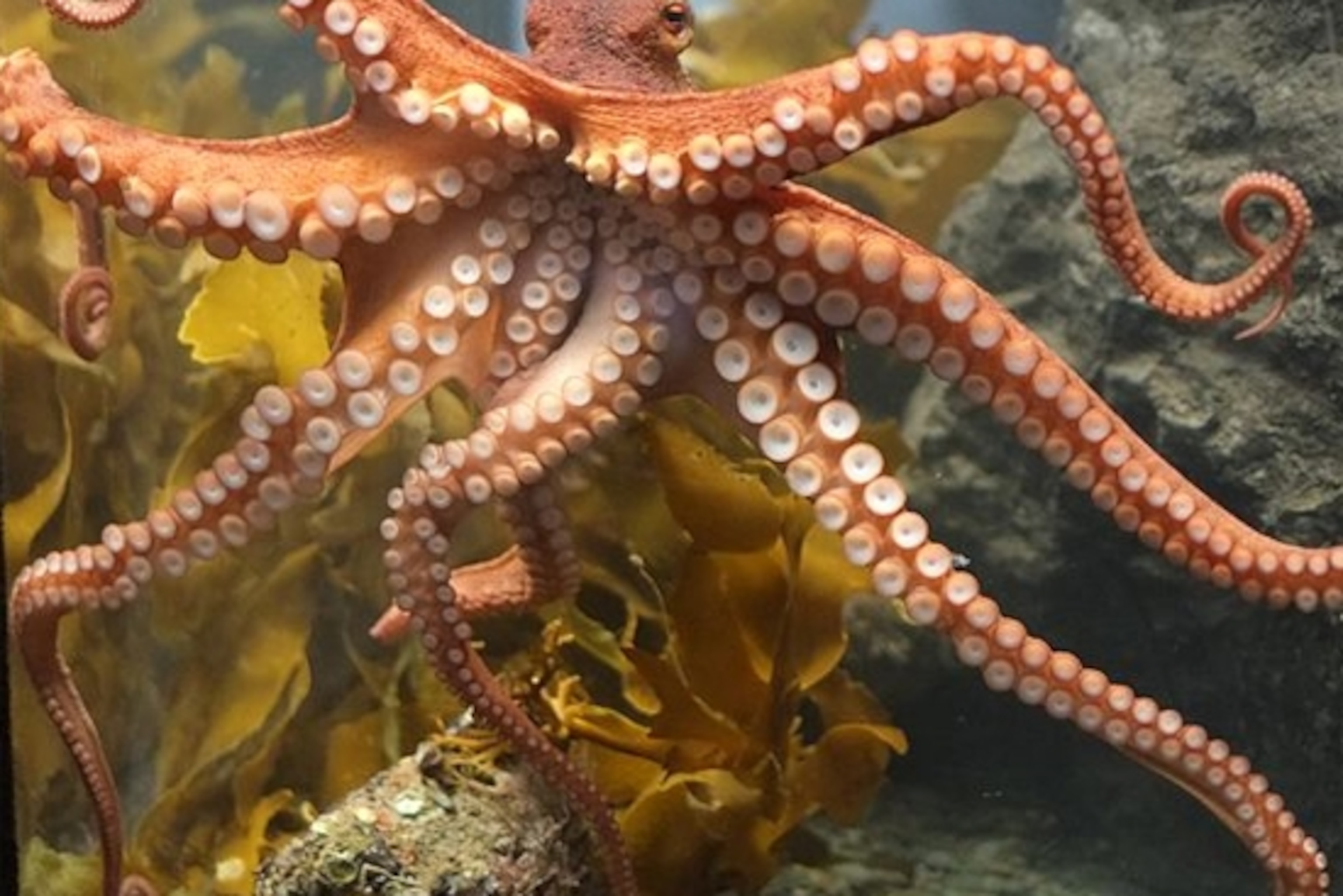 Detail Image Of Octopus Nomer 19