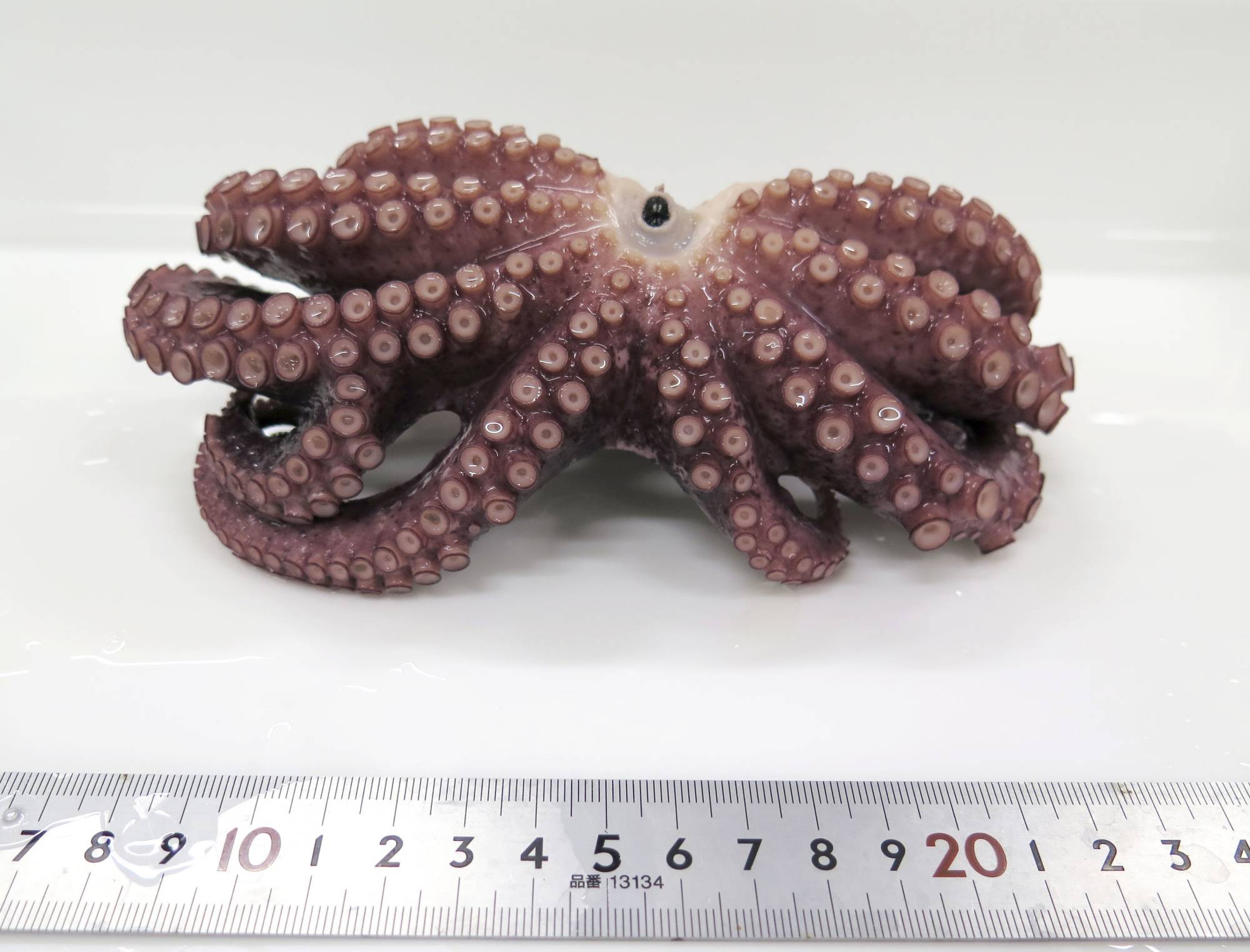 Detail Image Of Octopus Nomer 20