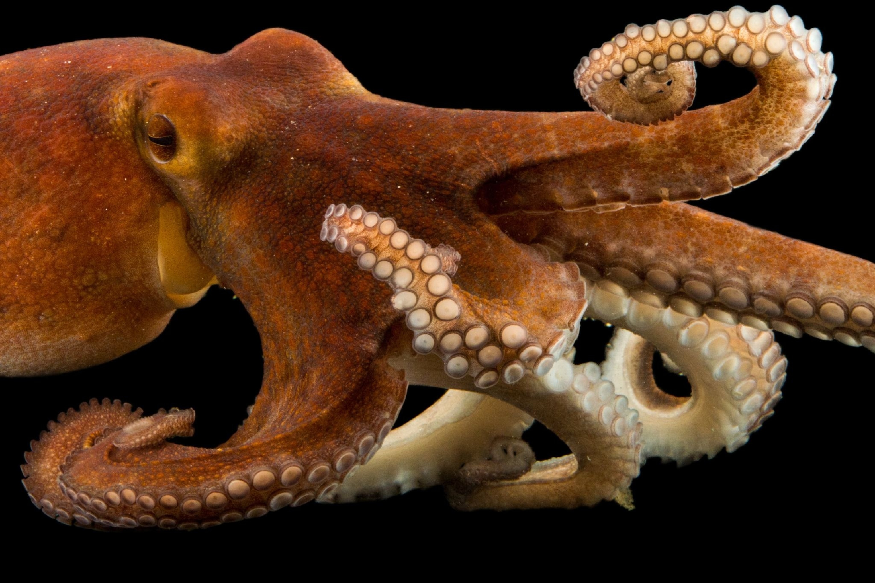 Detail Image Of Octopus Nomer 3