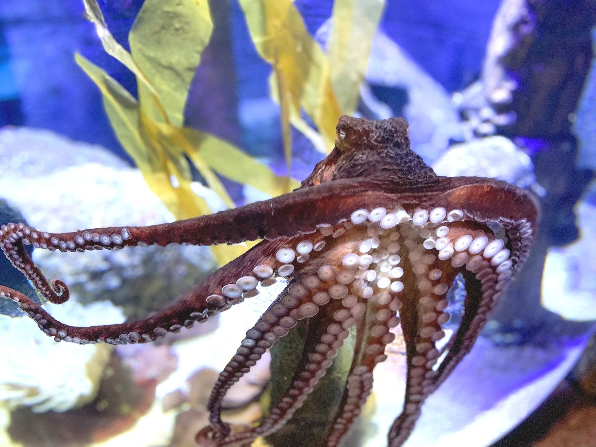 Detail Image Of Octopus Nomer 21
