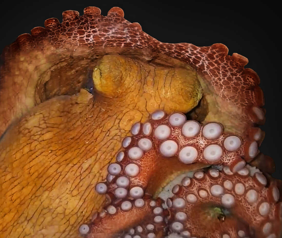 Detail Image Of Octopus Nomer 22