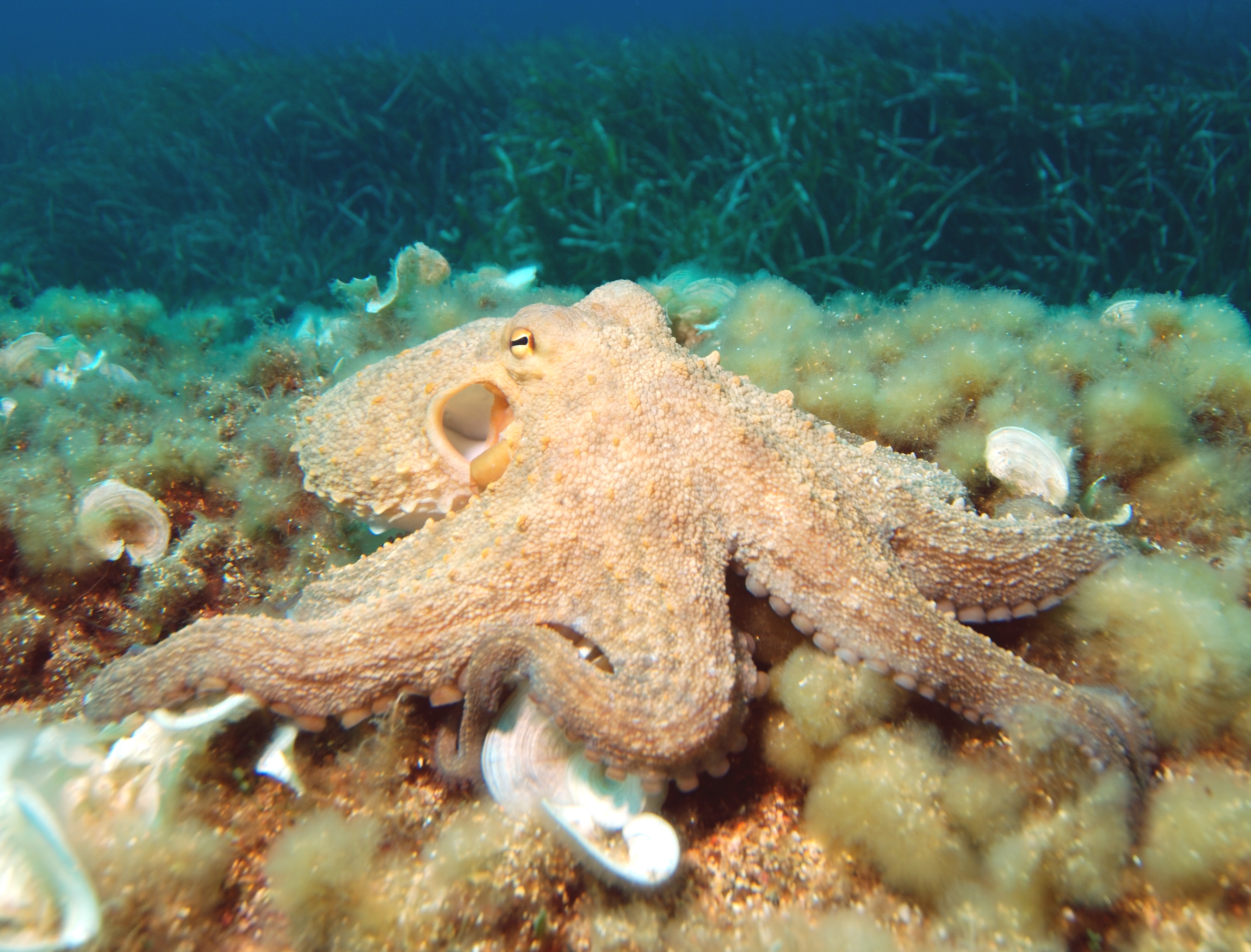 Detail Image Of Octopus Nomer 23