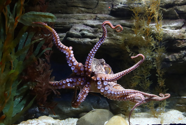 Detail Image Of Octopus Nomer 25