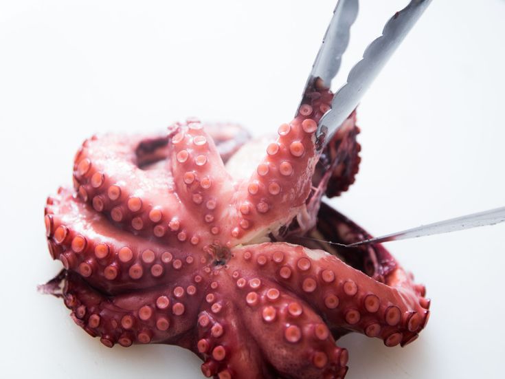 Detail Image Of Octopus Nomer 26
