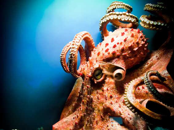 Detail Image Of Octopus Nomer 28