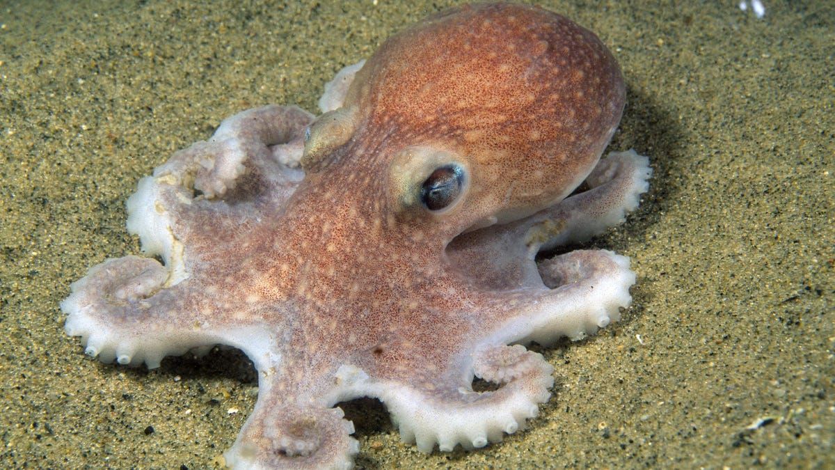 Detail Image Of Octopus Nomer 29