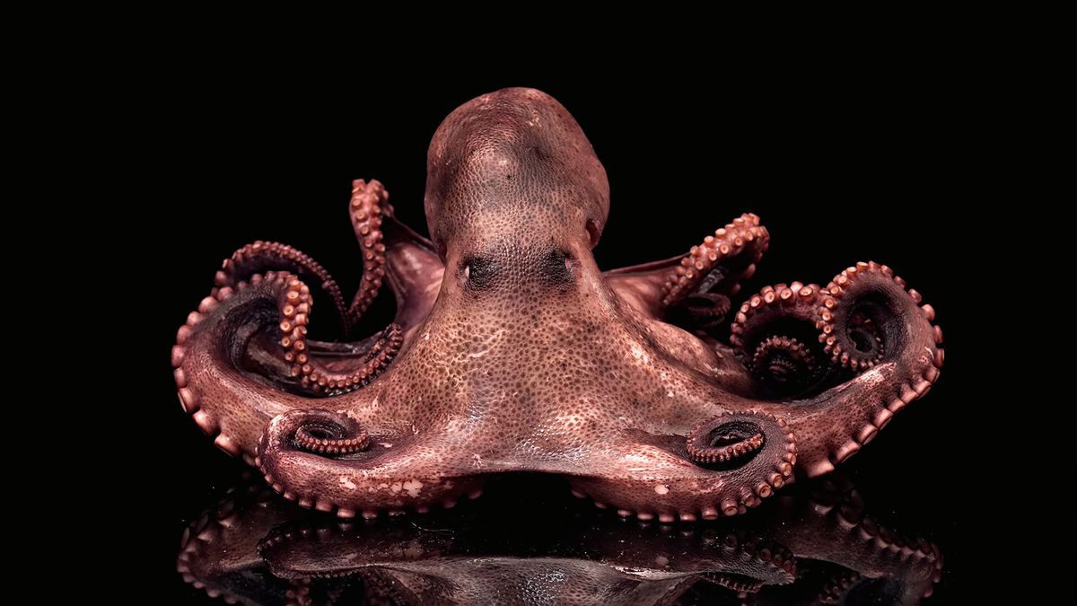 Detail Image Of Octopus Nomer 31