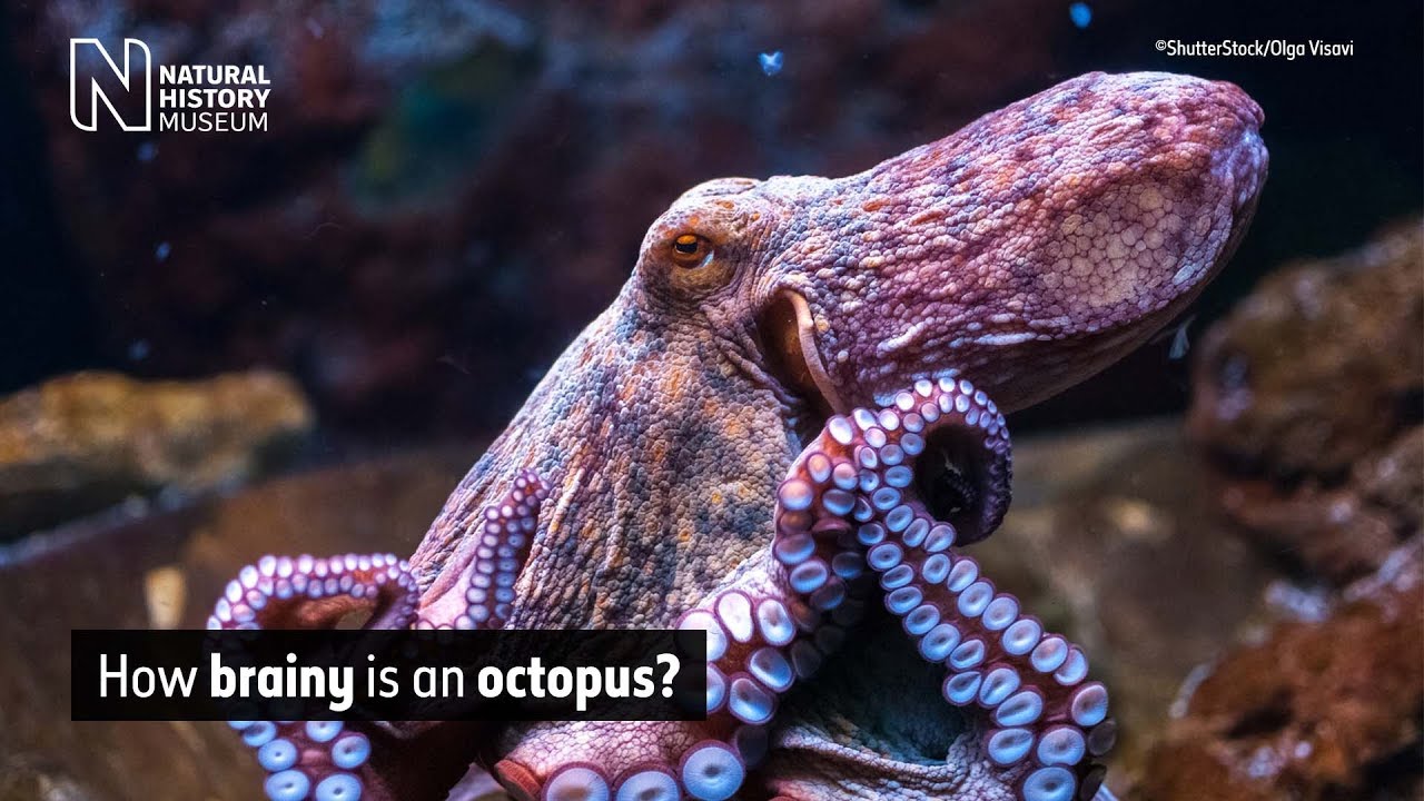 Detail Image Of Octopus Nomer 32