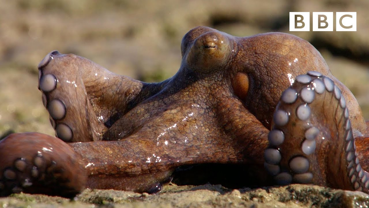 Detail Image Of Octopus Nomer 33