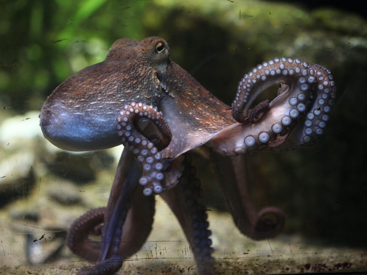 Detail Image Of Octopus Nomer 34