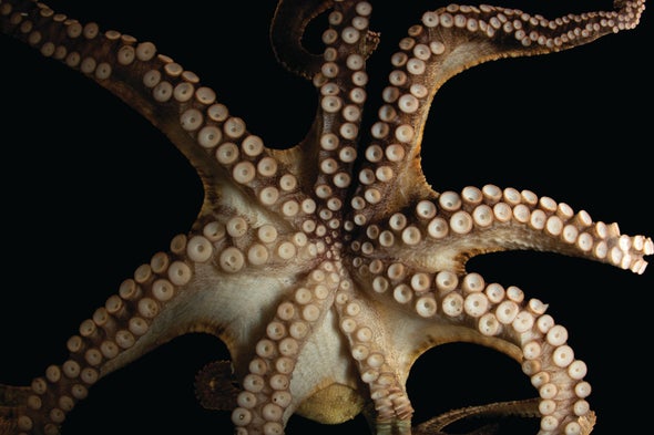 Detail Image Of Octopus Nomer 35
