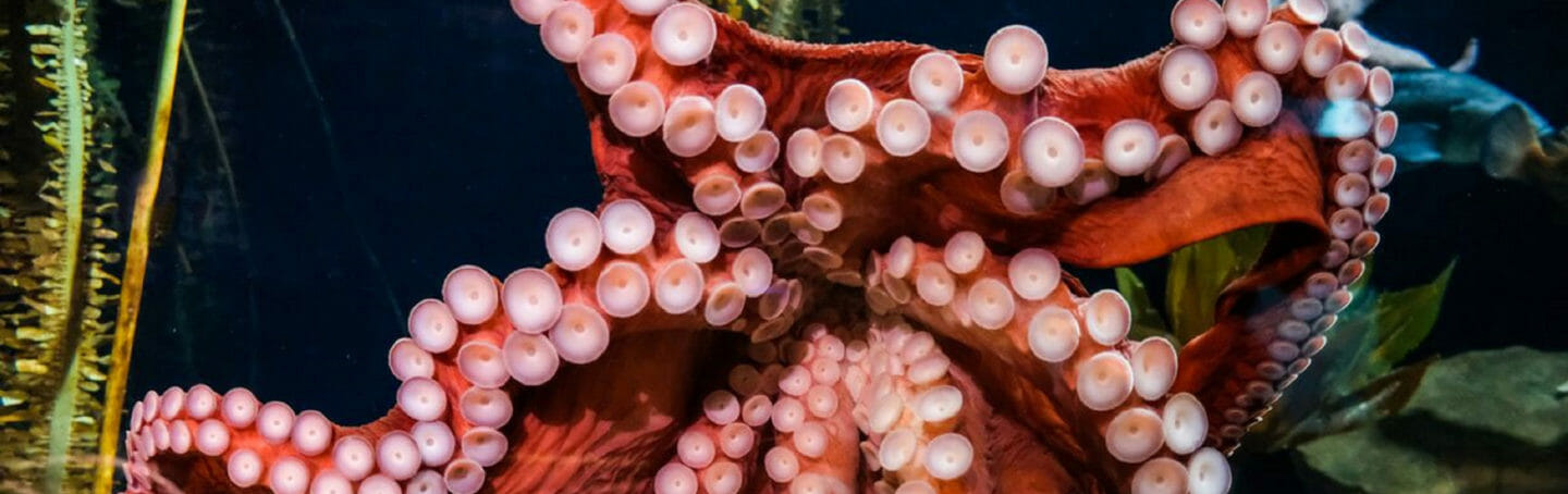 Detail Image Of Octopus Nomer 36