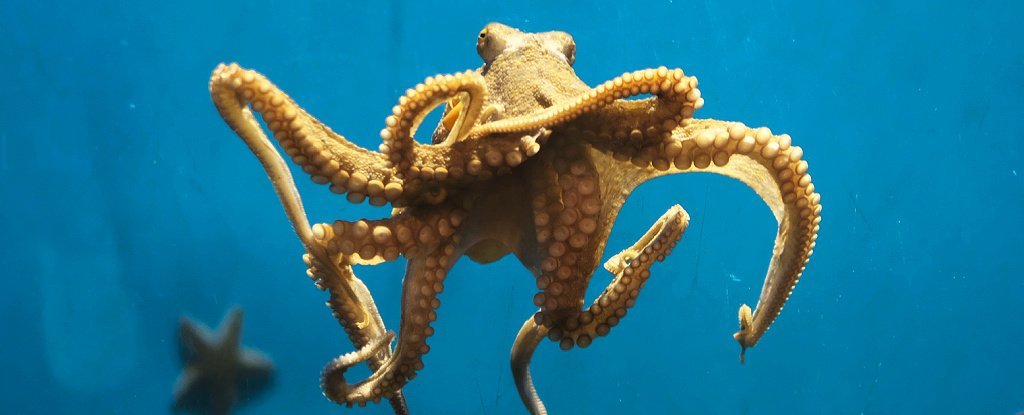 Detail Image Of Octopus Nomer 37