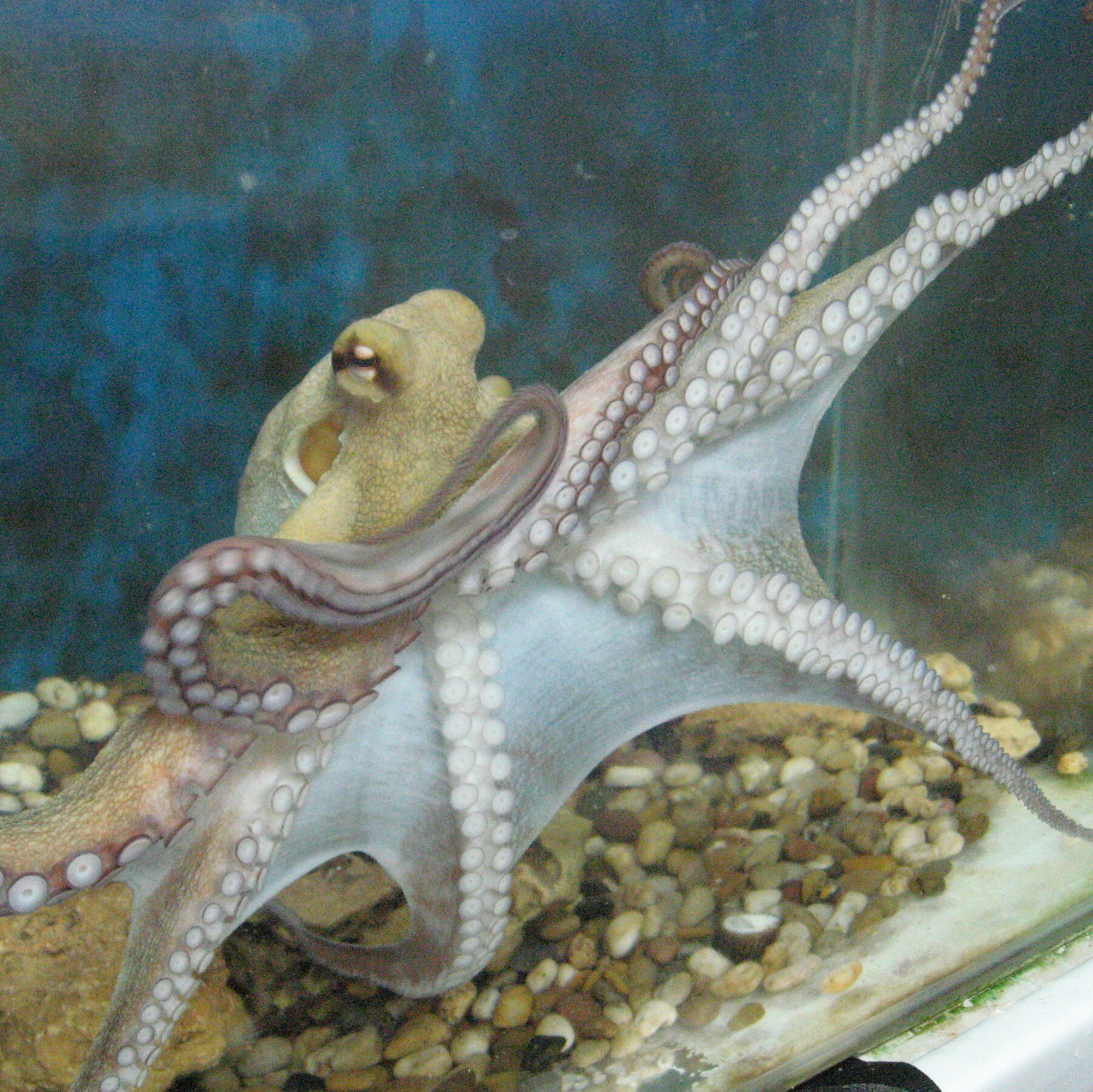 Detail Image Of Octopus Nomer 38