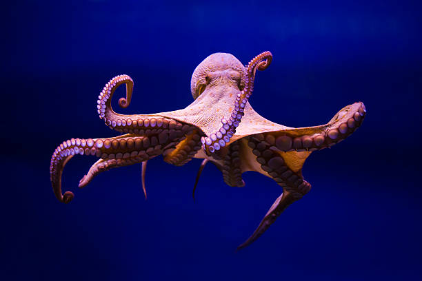 Detail Image Of Octopus Nomer 5