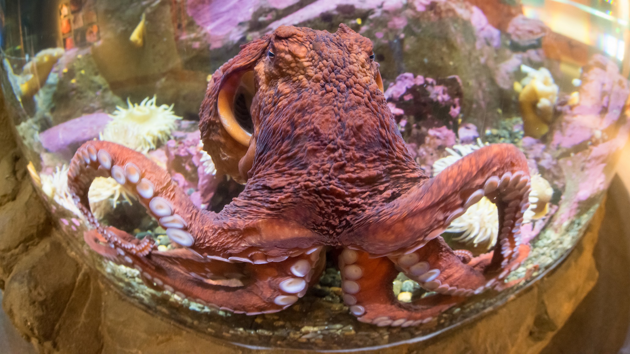 Detail Image Of Octopus Nomer 39