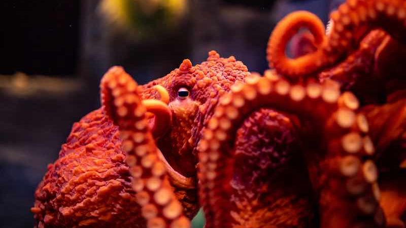Detail Image Of Octopus Nomer 40