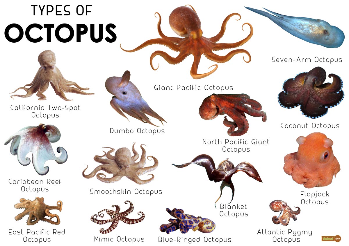 Detail Image Of Octopus Nomer 41