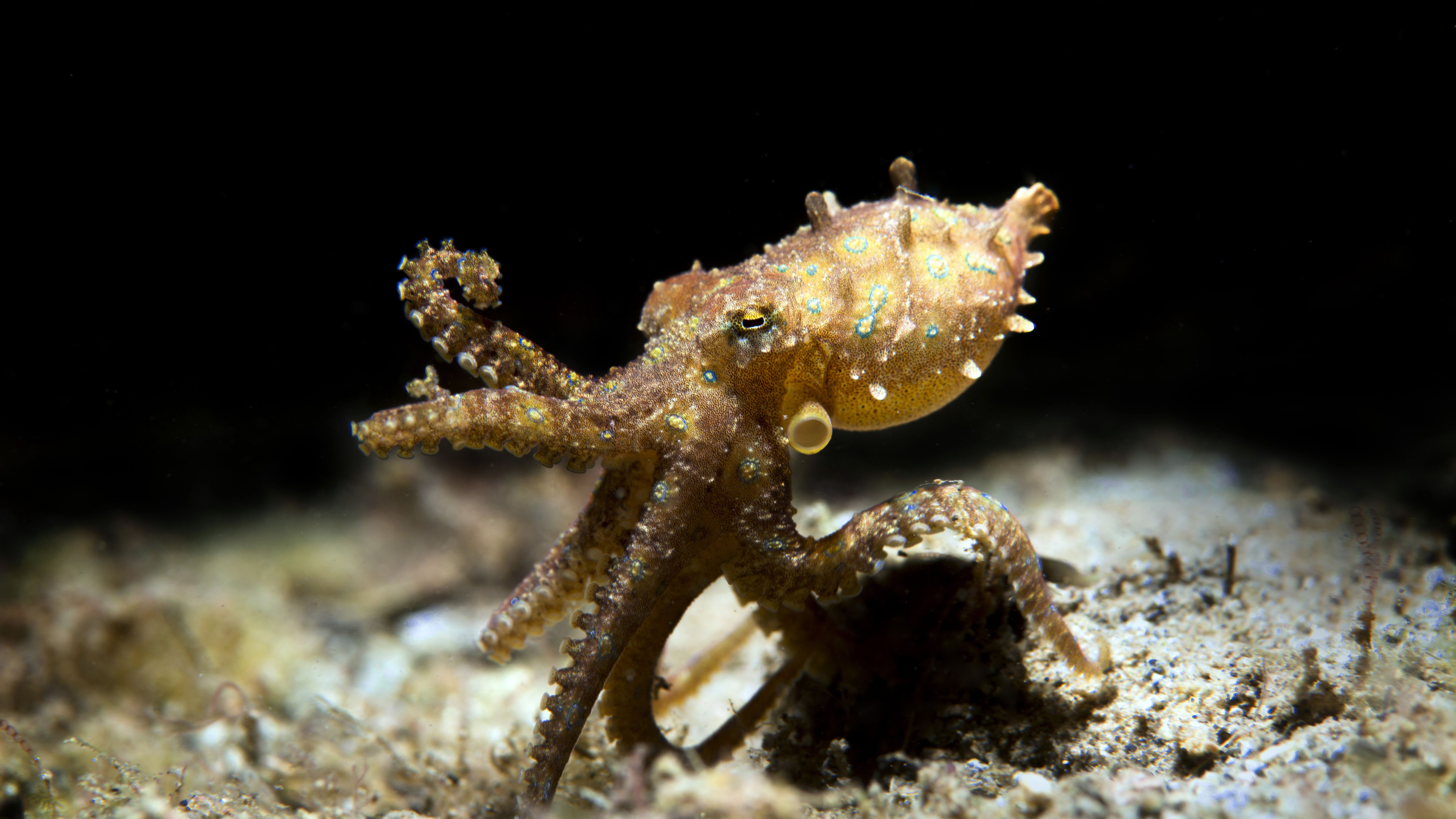 Detail Image Of Octopus Nomer 42