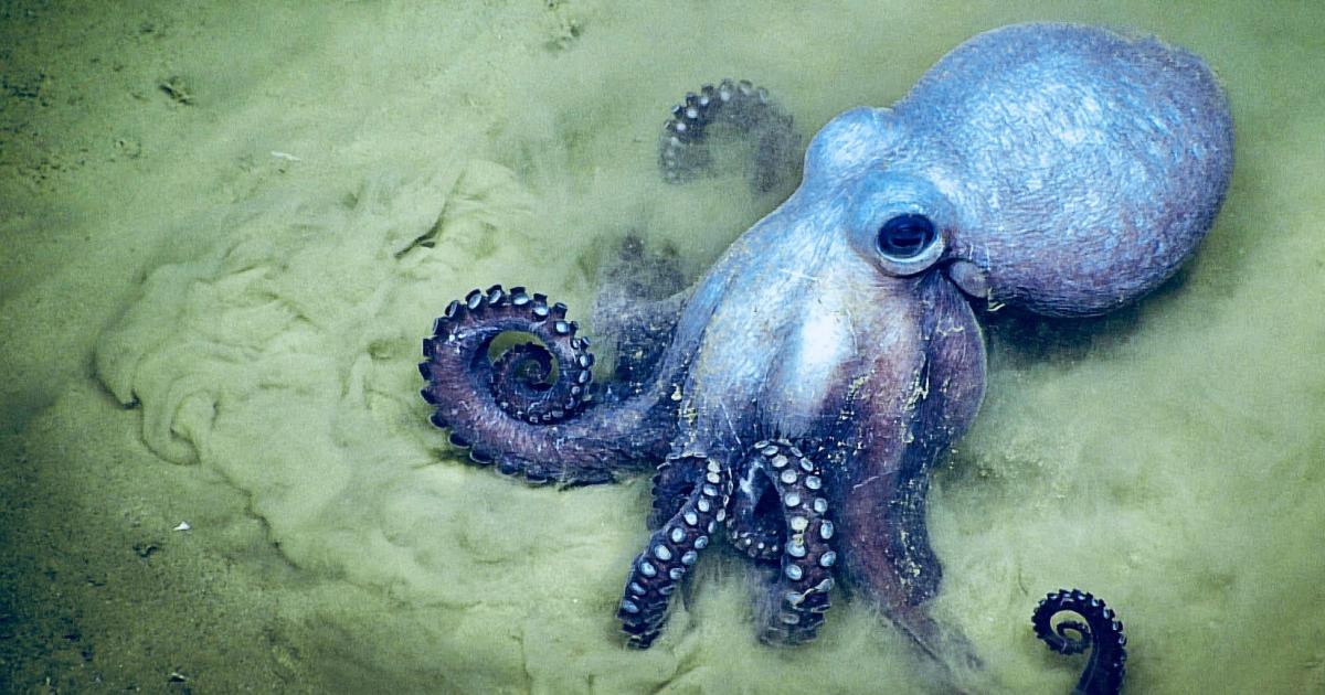 Detail Image Of Octopus Nomer 43