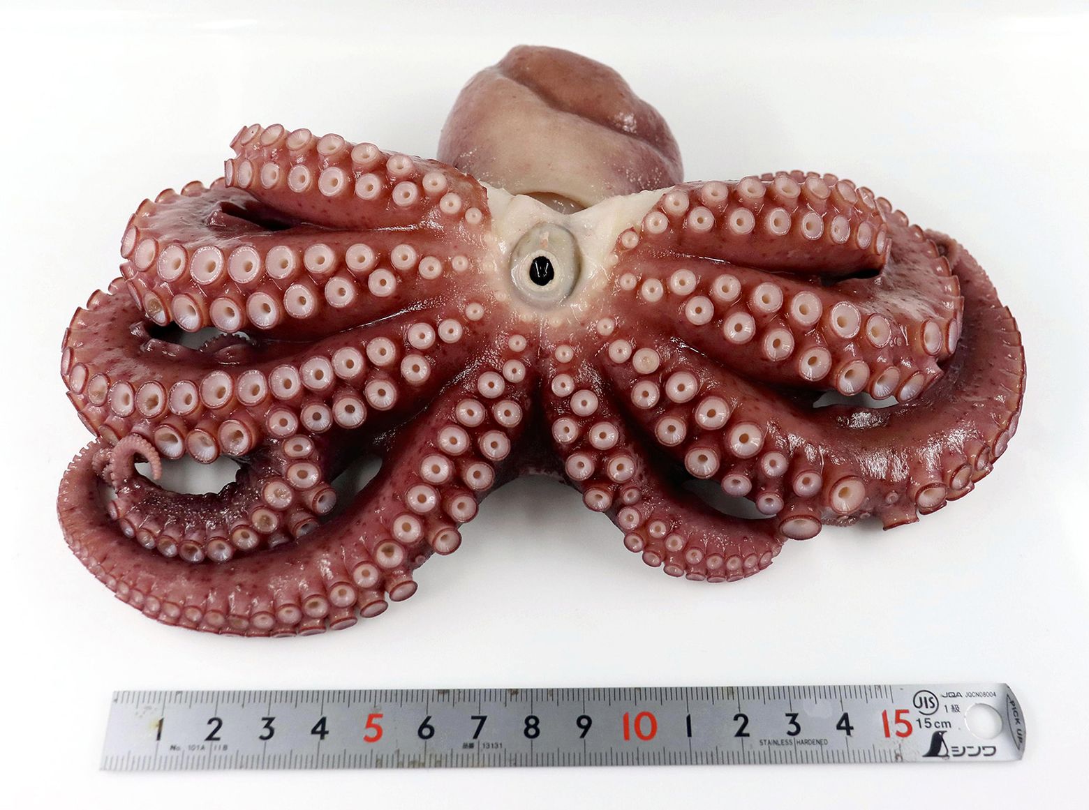 Detail Image Of Octopus Nomer 44