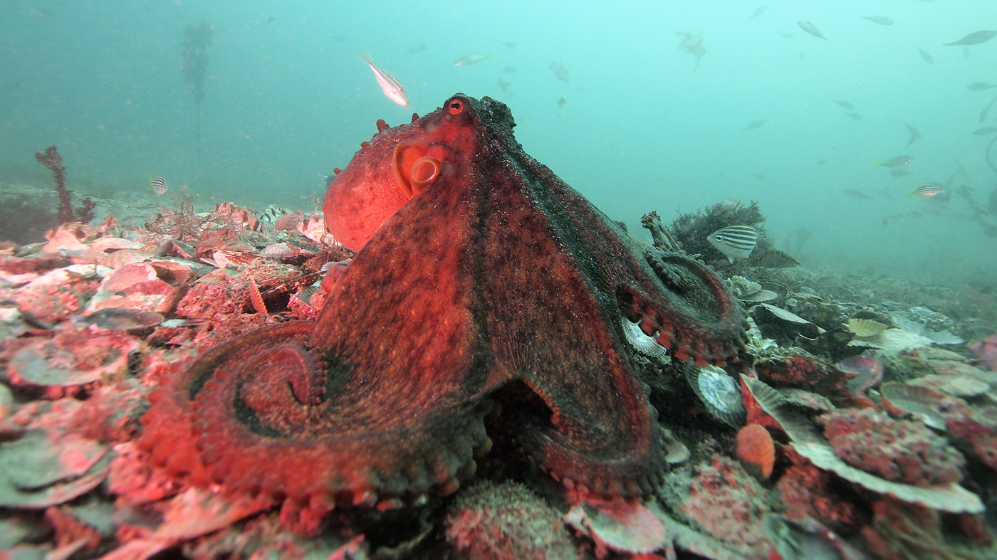 Detail Image Of Octopus Nomer 46