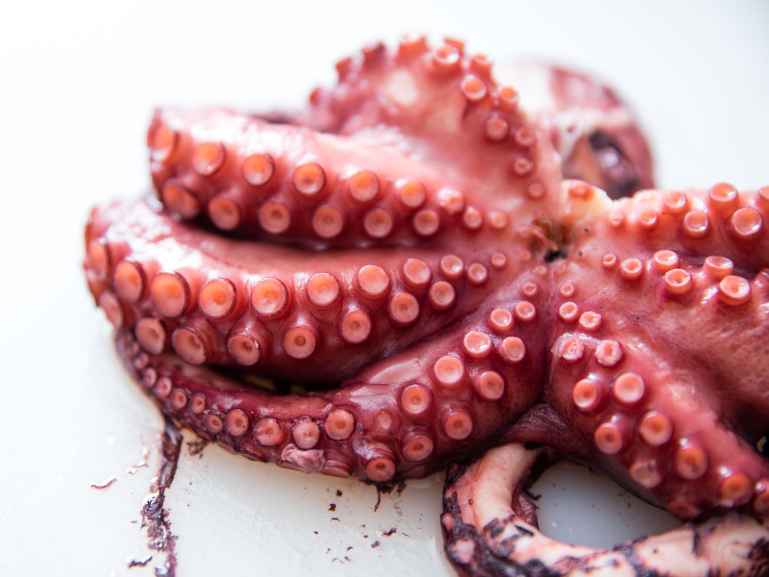 Detail Image Of Octopus Nomer 47