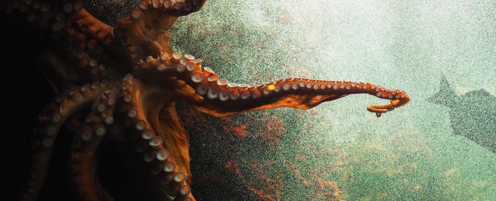 Detail Image Of Octopus Nomer 49