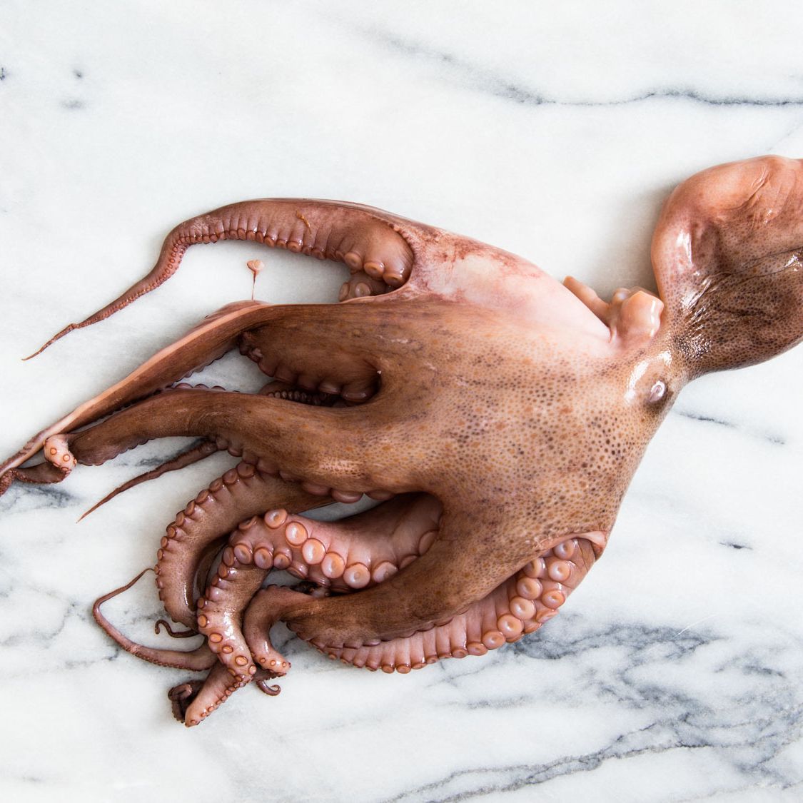 Detail Image Of Octopus Nomer 51