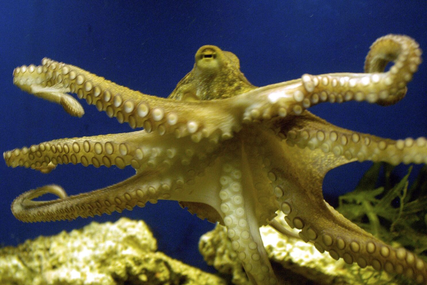 Detail Image Of Octopus Nomer 53