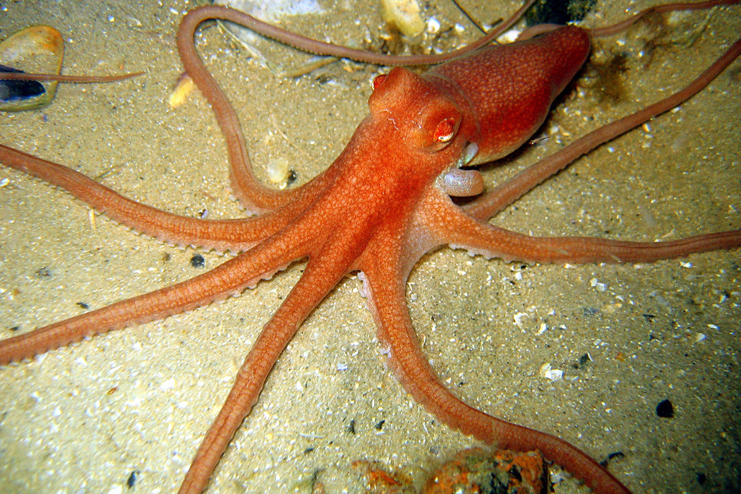 Detail Image Of Octopus Nomer 54